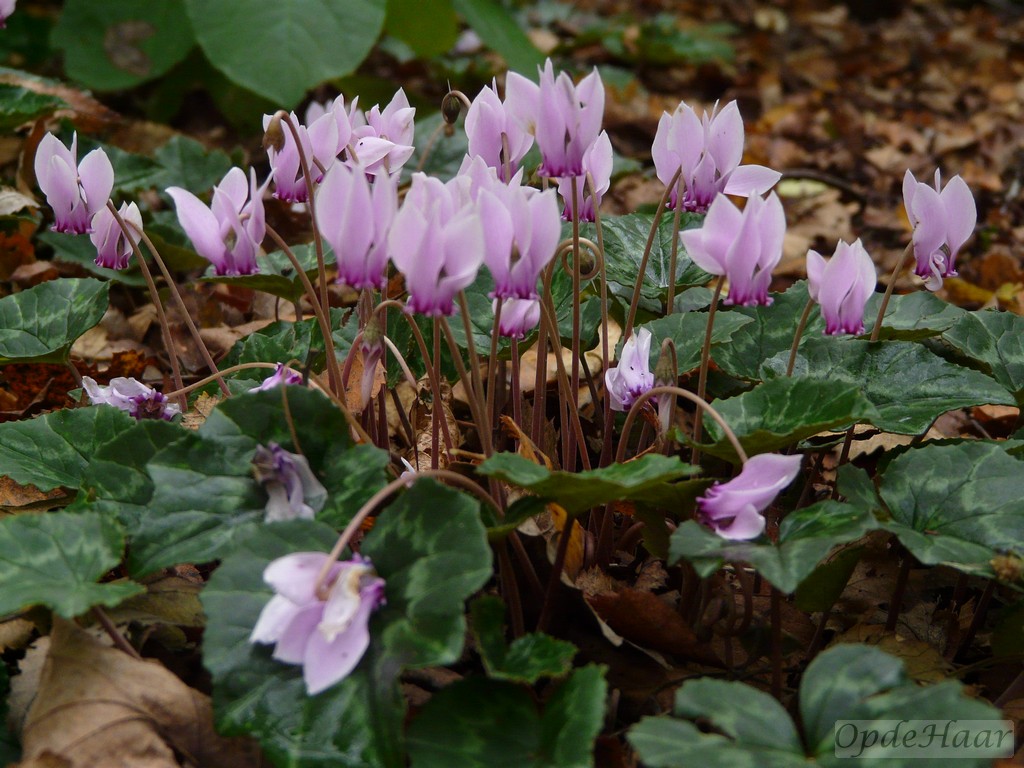 Cyclamen 